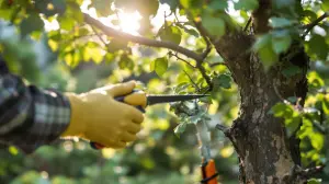 l'importance du choix du bon moment pour l'élagage